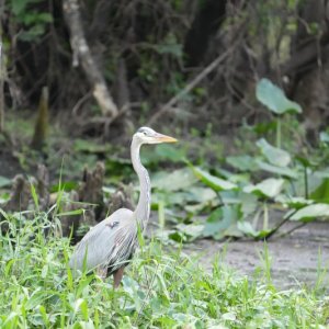 silent Blue Heron