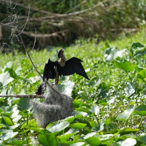 Anhinga
