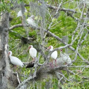 another tree of White Ibis,