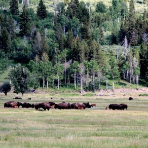 Left Jackson Lake and headed thru Yellowstone on our way to Coeur d\'Alene ID