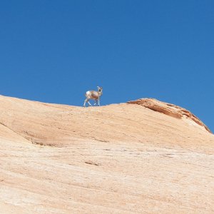 These guys were around on both sides of the canyon.