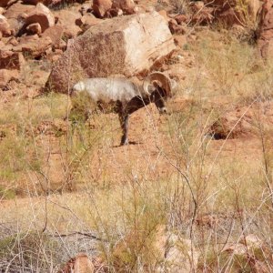 Other canyons had these.  A little herd came right down to our anchorage and spent the night.