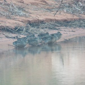 A gaggle of gadwalls join me for breakfast.