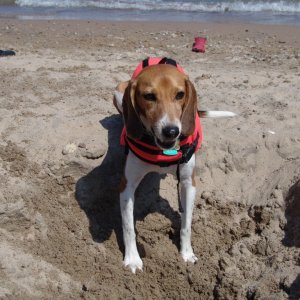 I can dig holes.