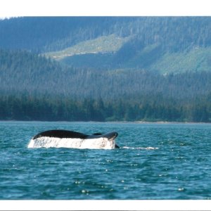 Humpback in Clarence Strait, Ak