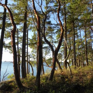 Trees on the South West end of the island, near Shallow Bay