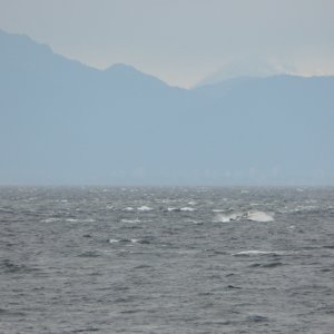 A Sea Sport 24 making its way through the chop on the west side of the island