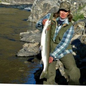 Salmon River steelhead