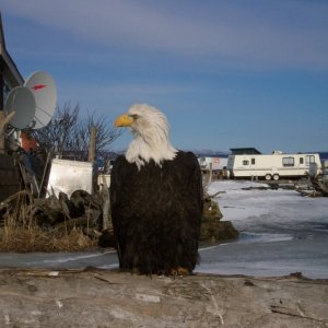 Media 'Eagle' in album 'Mark Surfing'