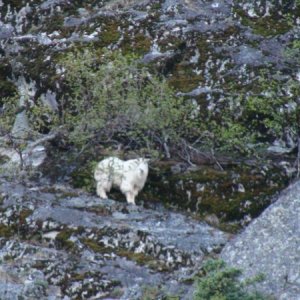 Mountain goat on cliffs above Lynn Canal.