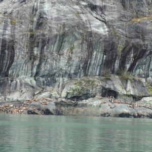 Large rookerie of sea lions near John Hopkins Glacier.