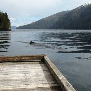 She would swim right under the dock