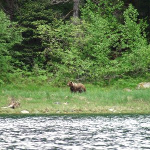 Bear at Lisianki inlet head with beautiful coat