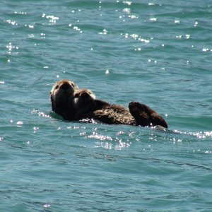 Media 'Mom & pup sea otter, Dunduas Bay' in album 'image'
