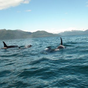 2 female orcas & their calves.  One swam under the boat