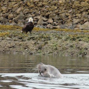 Media 'Hoonah Marina wildlife' in album 'image'