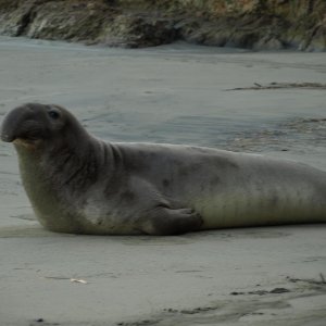 Up close and personal with a young adult male. (I think its a male)