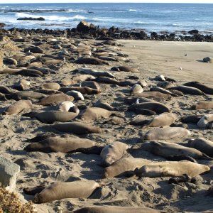 California Elephant seals near San Simeon CA.