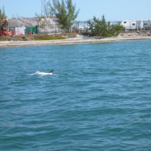 About a hundred pound tarpon hurt rolling around