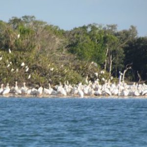 Bird Land looked like an Alfred Hitchcock movie