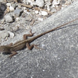 Gary the gecko,these hombres are everywhere down here. Taste like chicken?