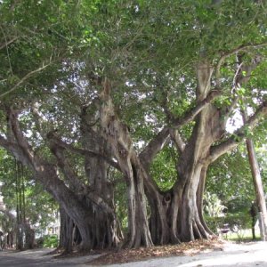 Banyon Street in Boca Grande. I bet these are banyon trees.