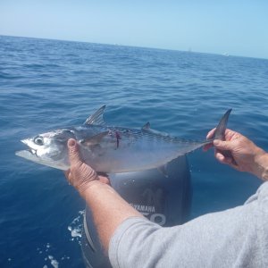 A little false Albacore he went back as they are a good fighing fish for their size but not so good eating