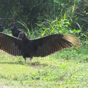 Everglades National Park most likely a male showing off