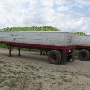 Outside Florida city a couple trailer loads of green tomatoes
