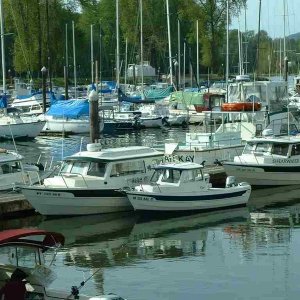 (Wheeler Dealer) Calving CDs / Helen-O & Denebola at Cathlamet