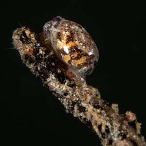 Topaz Deep DSC_8695.jpg