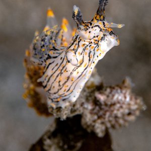 Topaz Deep DSC_8776.jpg