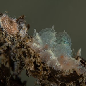 Topaz Deep DSC_8826.jpg