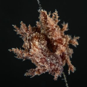 Topaz Deep DSC_8830.jpg