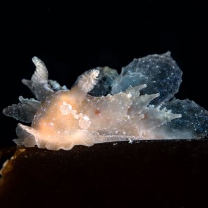 Topaz Deep DSC_8839.jpg