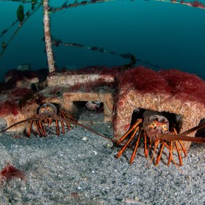 Topaz Deep DSC_8945.jpg