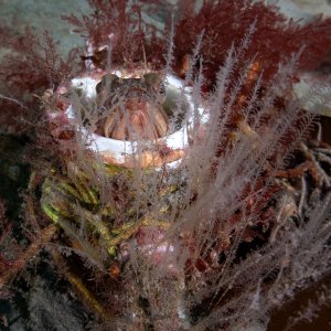 Topaz Deep DSC_8948.jpg