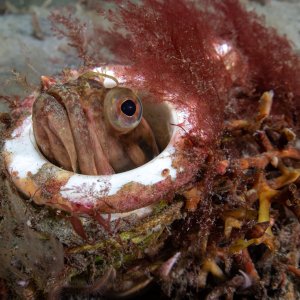 Topaz Deep DSC_8949.jpg