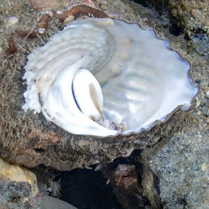 Topaz Deep DSC_8950.jpg