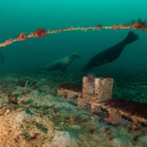 Topaz Deep DSC_8977.jpg