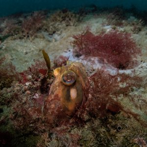 Topaz Deep DSC_8989.jpg