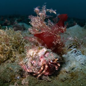 Topaz Deep DSC_8998.jpg