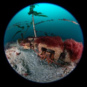 Topaz Deep DSC_9022.jpg