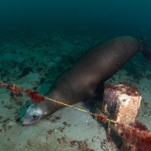 Topaz Deep DSC_9025.jpg