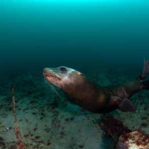 Topaz Deep DSC_9027.jpg