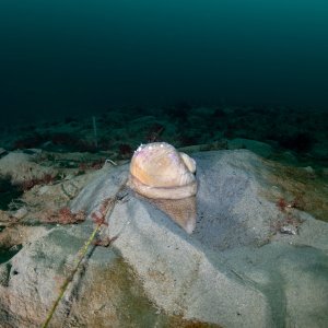 Topaz Deep DSC_8969.jpg