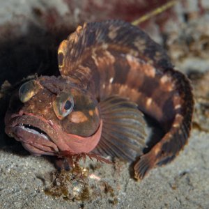 Topaz Deep DSC_9037.jpg