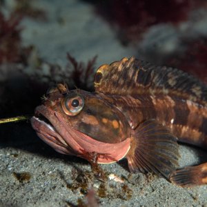 Topaz Deep DSC_9039.jpg