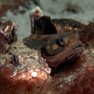 Topaz Deep DSC_9043.jpg