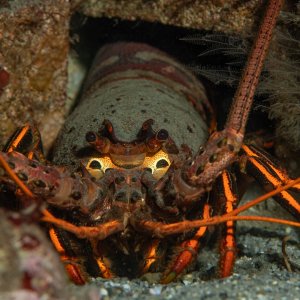 Topaz Deep DSC_9052.jpg